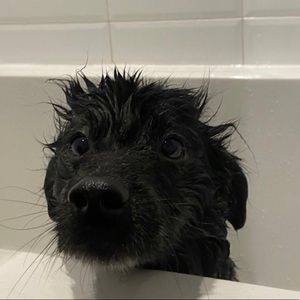 Meet your Posher, Nge